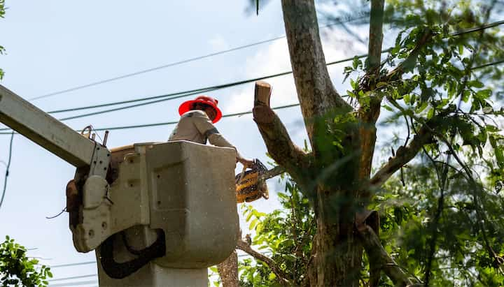 Tree care and maintenance services in Nampa