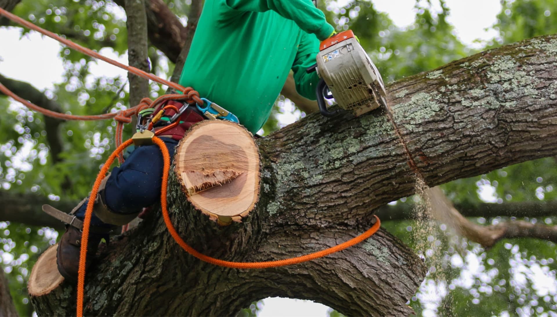 Shed your worries away with best tree removal in Nampa