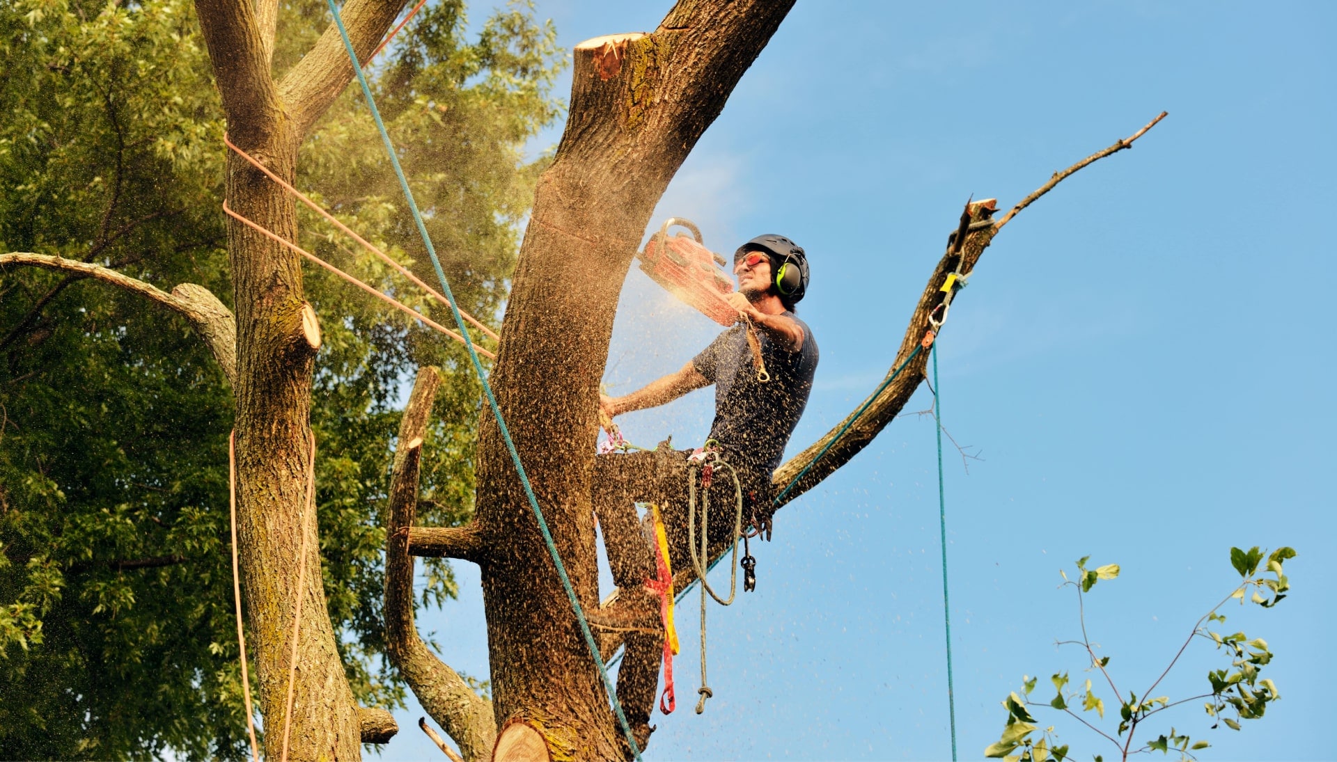 Get rid of tree problems with the expert tree removal contractors in Nampa