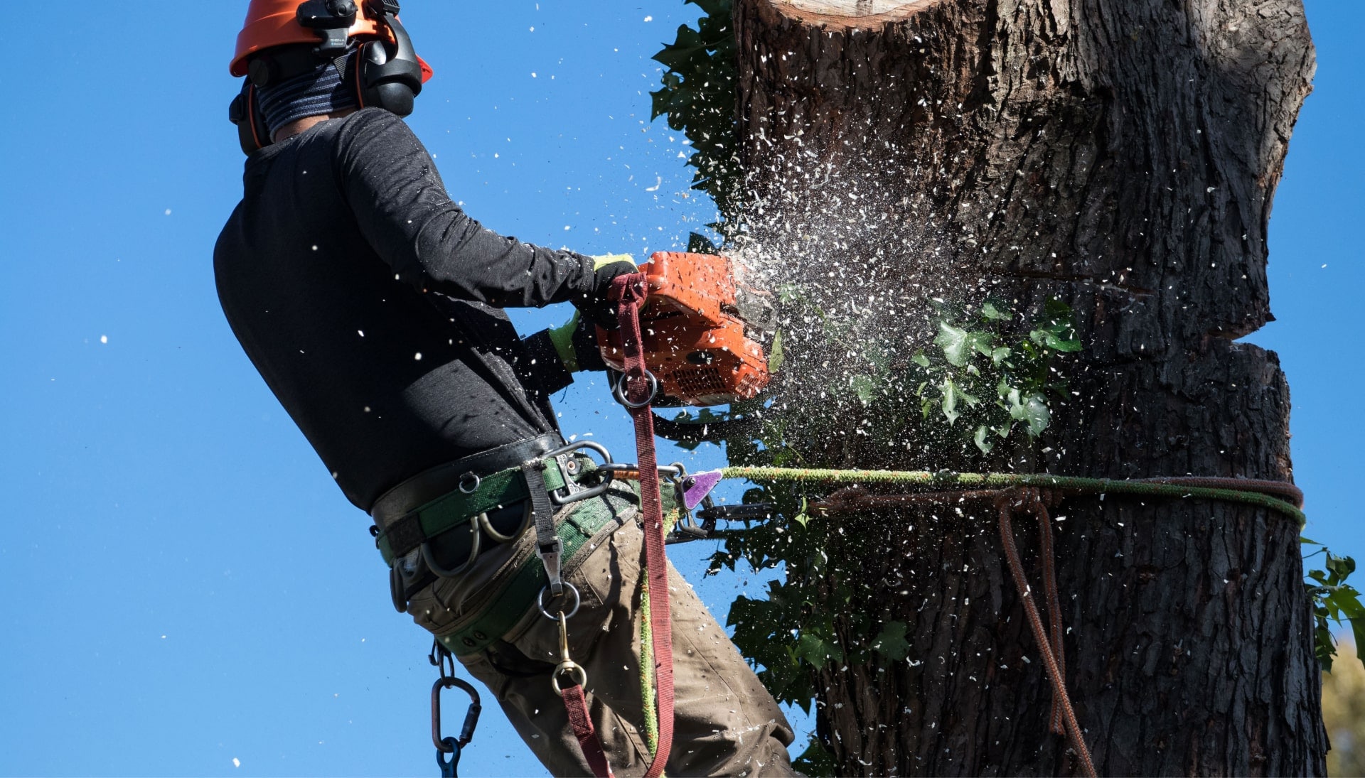 Professional Tree removal solutions in Nampa